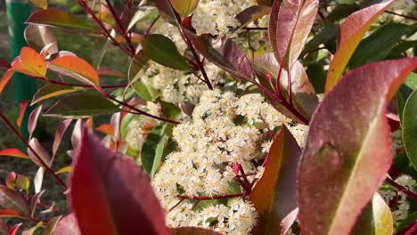 vemos un primer plano de una planta de fotinia con llamativas hojas rojas y verdes con sus flores blancas donde vemos una mosca verde posada y varios insectos volando a su alrededor, es fascinante