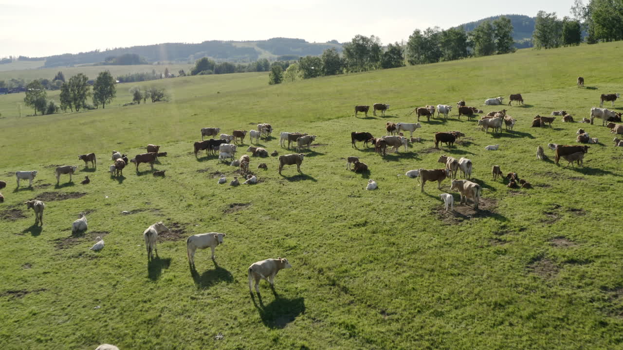 Ripresa aerea 4K con zoom di una mandria di mucche in piedi su una pianura erbosa a Dolní Morava, Repubblica Ceca, e al pascolo in una soleggiata giornata estiva con alberi sullo sfondo