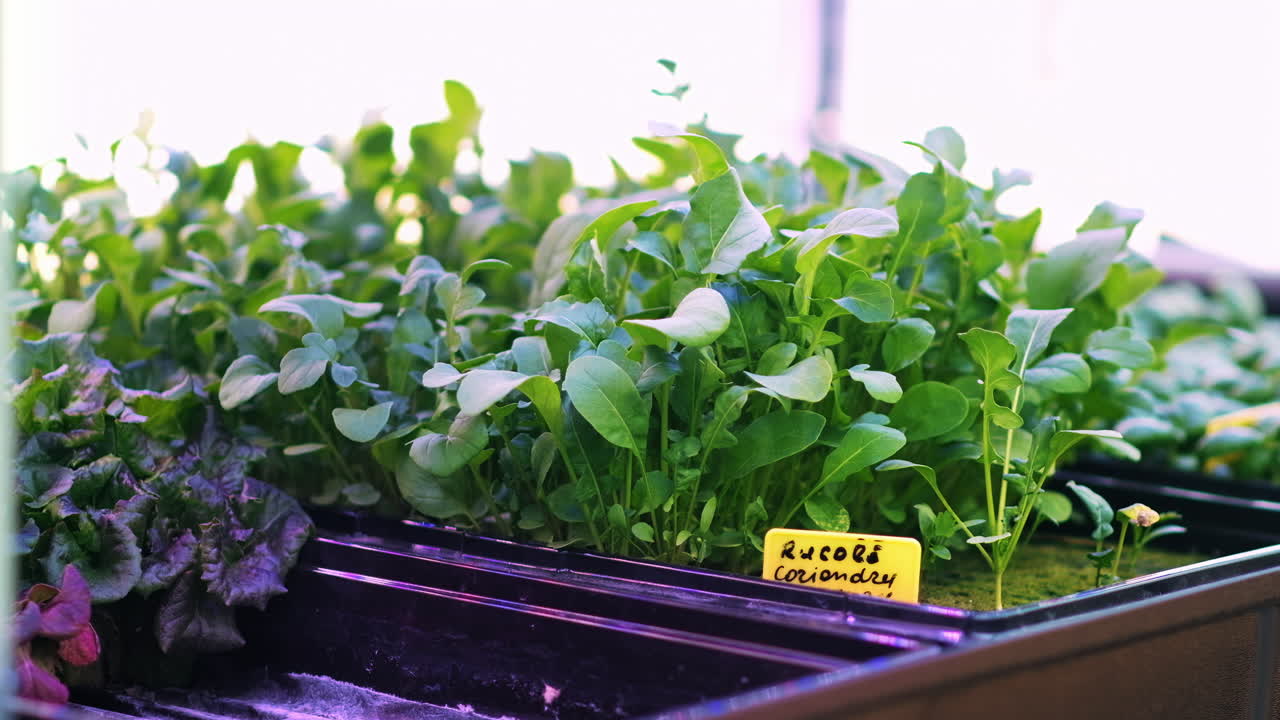 Diverse greenery grown with the Hydroponic method in a greenhouse