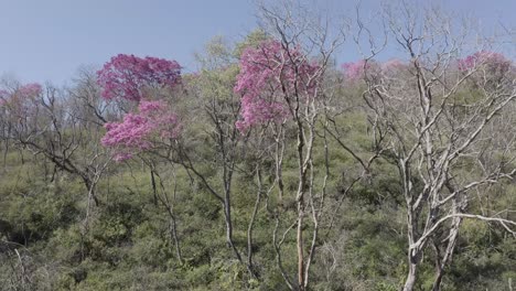 pink ype - cámara drone entrando al bosque de árboles rosados