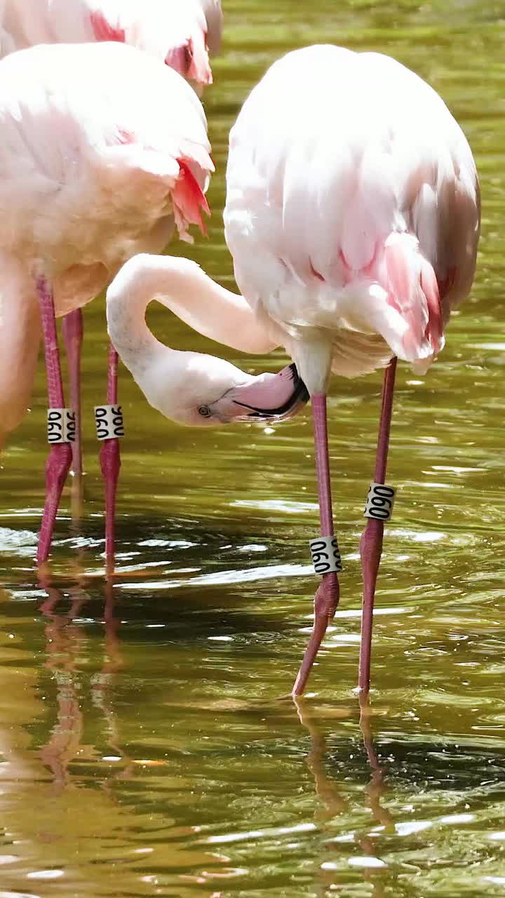 플라밍고 들 이 연못 에서 상호 작용 하고 먹이 를 먹고 있다