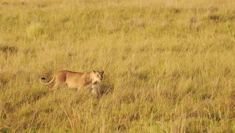 Slow-Motion-Shot-of-Female-lion-lioness-prowling-through-the-tall-grass-of-the-African-savannah-on-the-hunt-for-prey,-Predator-in-the-Maasai-Mara-National-Reserve,-Kenya