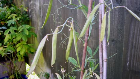 Nahaufnahme-Der-Grünen-Samenkapseln-Der-Immerwährenden-Duftwicke,-Die-Nach-Der-Blühenden-Pflanze-In-Einem-Garten-Im-Vereinigten-Königreich-Wächst