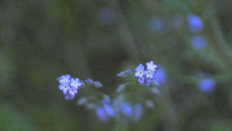 Muy-Cerca-De-Una-Planta-Púrpura-No-Me-Olvides-O-Miosotis-Con-Un-Fondo-Muy-Borroso-Como-Una-Pintura,-Filmada-En-Cámara-Lenta