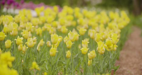 黃色郁金香在花園裡的花園 1