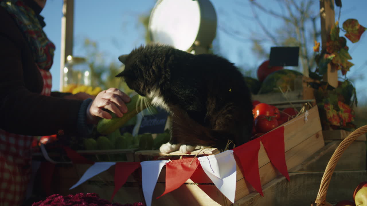 Cute Cat Sits on Point of Sale Cute Cat Sits on Point of Sale on Farmers Market Looks at Vegetables and Fruits Animal Discovers New Type of Food Feels Flows of Autumn Wind