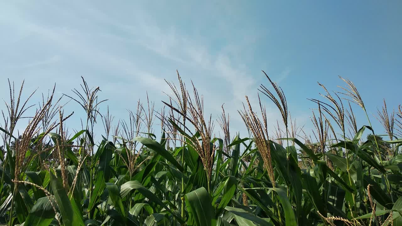 Cornfield blown by strong wind in daytime on a cloudy day with blue sky