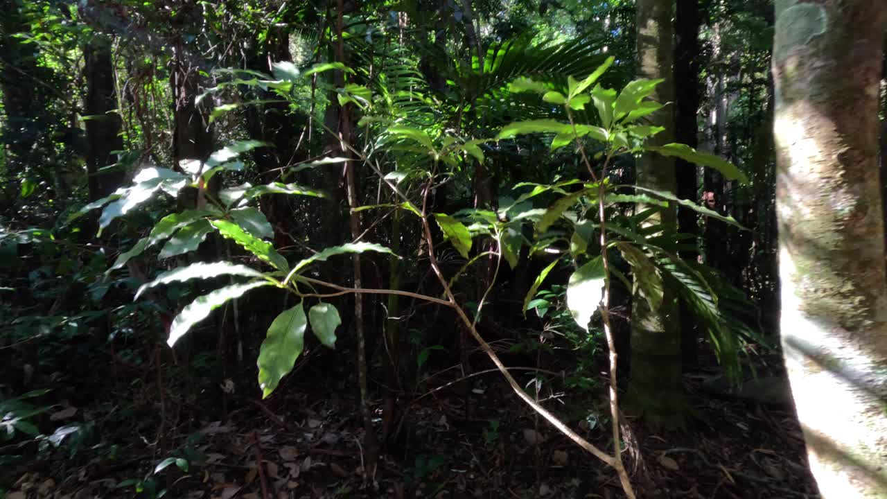 la luz del sol se desplaza a través de las hojas en un bosque sereno