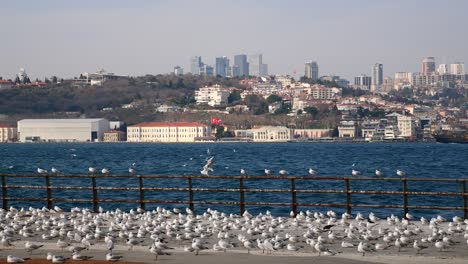 el paisaje urbano de estambul con gaviotas en un muelle