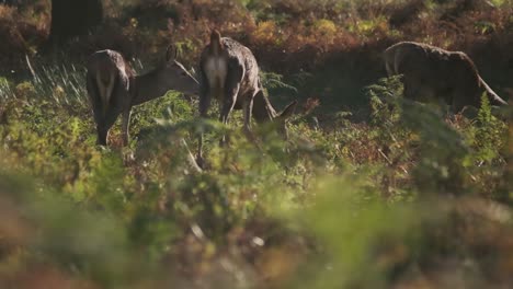 Low-slider-shot-of-deer-feeding-on-foliage-slow-motion