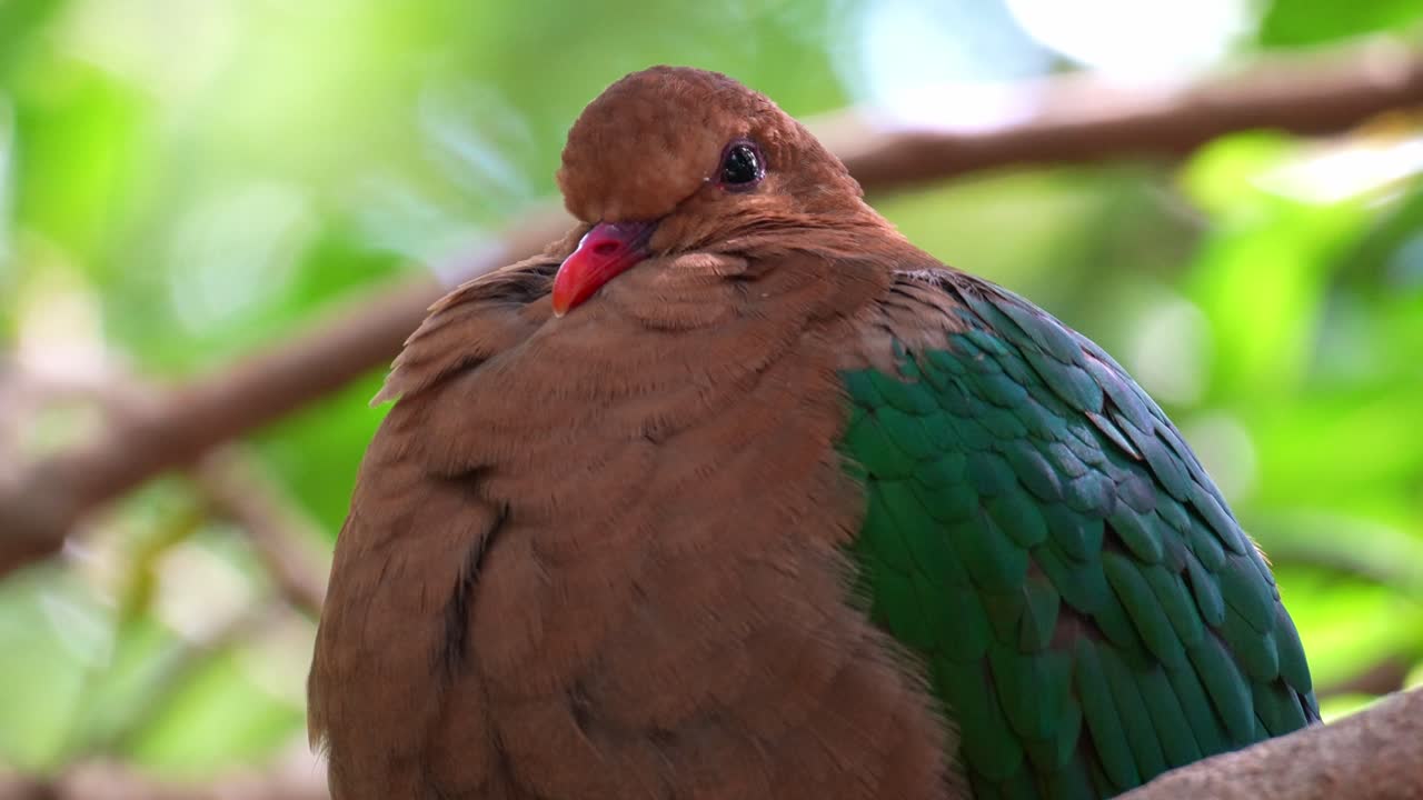 Una tortora smeraldina femmina (chalcophaps indica) appollaiata su un ramo di un albero nel suo habitat naturale, che gonfia le piume per scaldarsi, foto ravvicinata