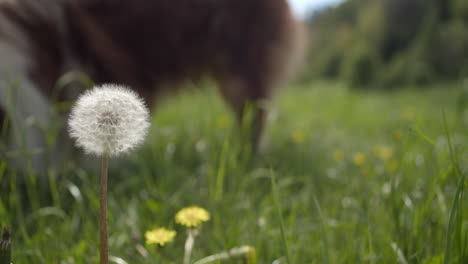 A-dandelion-in-the-middle-of-a-sunny-meadow-and-an-Australian-Shepherd-sniffing-around