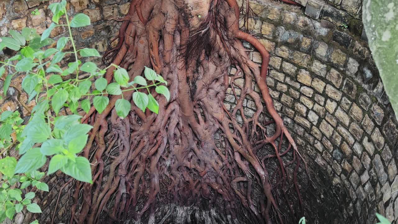 Camera circles an old stone well where thick tangled roots cascade down the inner wall, creating a dramatic natural pattern above the dark hollow base