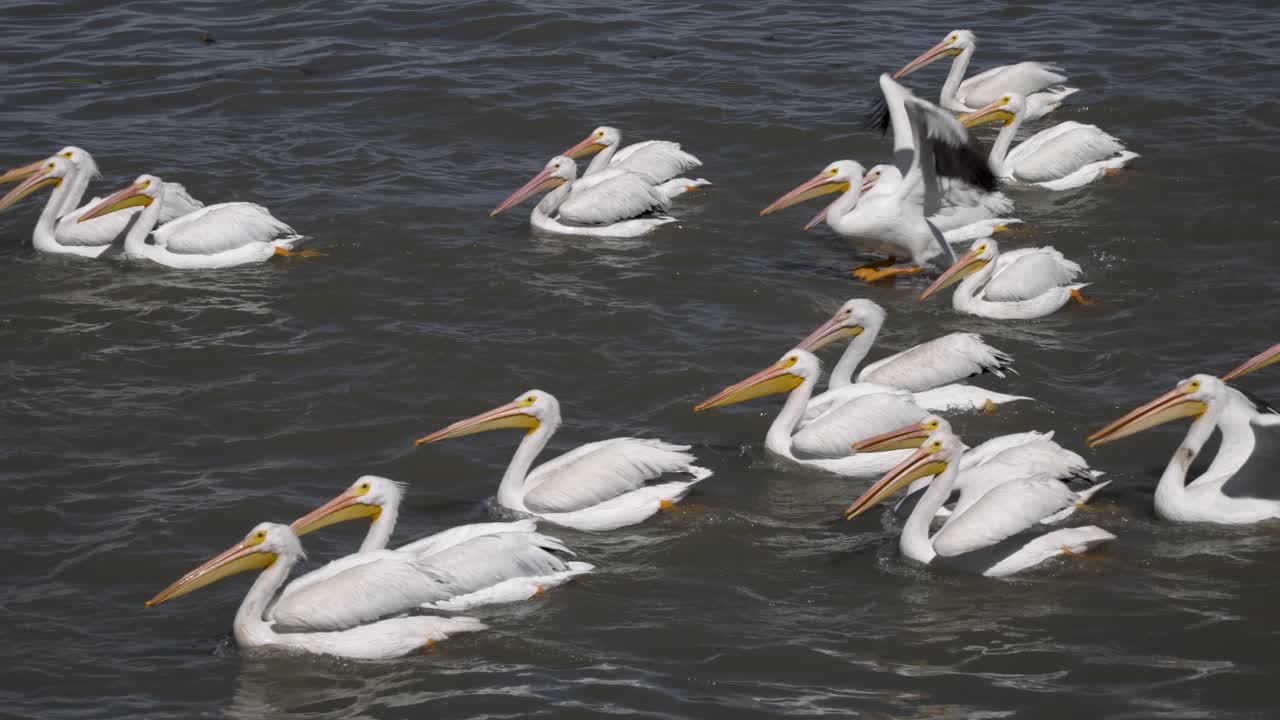 Pelicanos em câmera lenta nadando e voando em Petatán, México, no lago de Chapala
