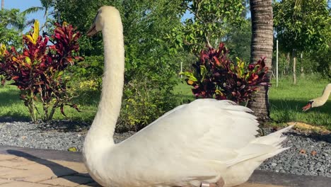 Hermoso-Cisne-Tomando-El-Sol,-Animales-Pájaros