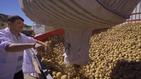 potatoes fall on the conveyor belt.