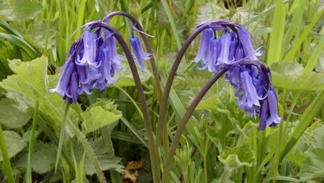 close up of woodland bluebells flowers in hedgerow