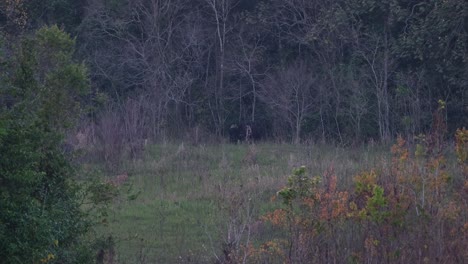 Uno-Que-Sale-Del-Bosque-Seguido-De-Terneros-Mientras-Los-Otros-Van-A-La-Izquierda-Del-Marco,-Gaur-Bos-Gaurus-Khao-Yai,-Tailandia