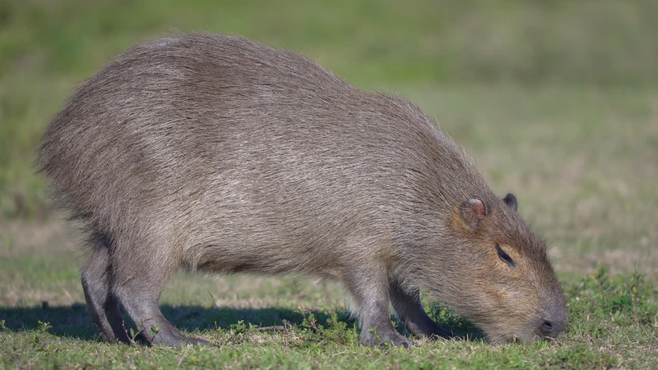 Capybara, Rodent Eating Grass In The Wilderness. - closeup shot