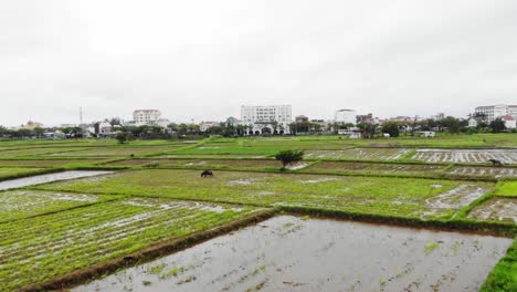 Búfalo-De-Agua-En-Un-Campo-De-Arroz-En-Hoi-An,-Vietnam,-Una-Toma-Rodante-Capturada-Por-Un-Dron