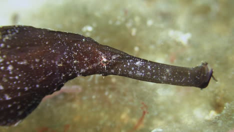 pipa fantasma robusta de color pardusco, primer plano de los detalles de la cara: ojo giratorio, hocico largo con tapa y branquias