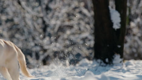 a golden retriever runs quickly through a snowy winter forest. slow motion 4k video