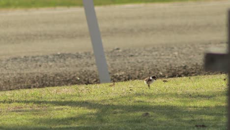baby chick masked lapwing plover bird walking on grass by roadside, cars going past in background
