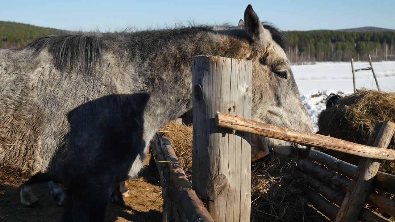 серая лошадь ест сено в зимней сельскохозяйственной обстановке