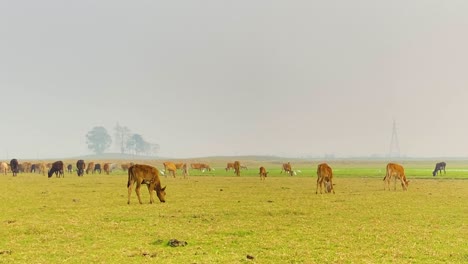 Eine-Herde-Kühe-Weidet-Auf-Einem-Offenen-Feld,-Tagsüber-Fliegen-Vogelschwärme-über-Ihnen-Hinweg