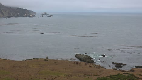 Kühe-Laufen-Entlang-Der-Big-Sur-Küste-Mit-Dem-Berühmten-Bixy-Bridge-Wahrzeichen-In-Der-Ferne