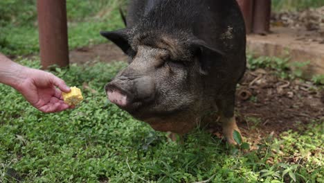 a pig being hand-fed a treat in a garden.