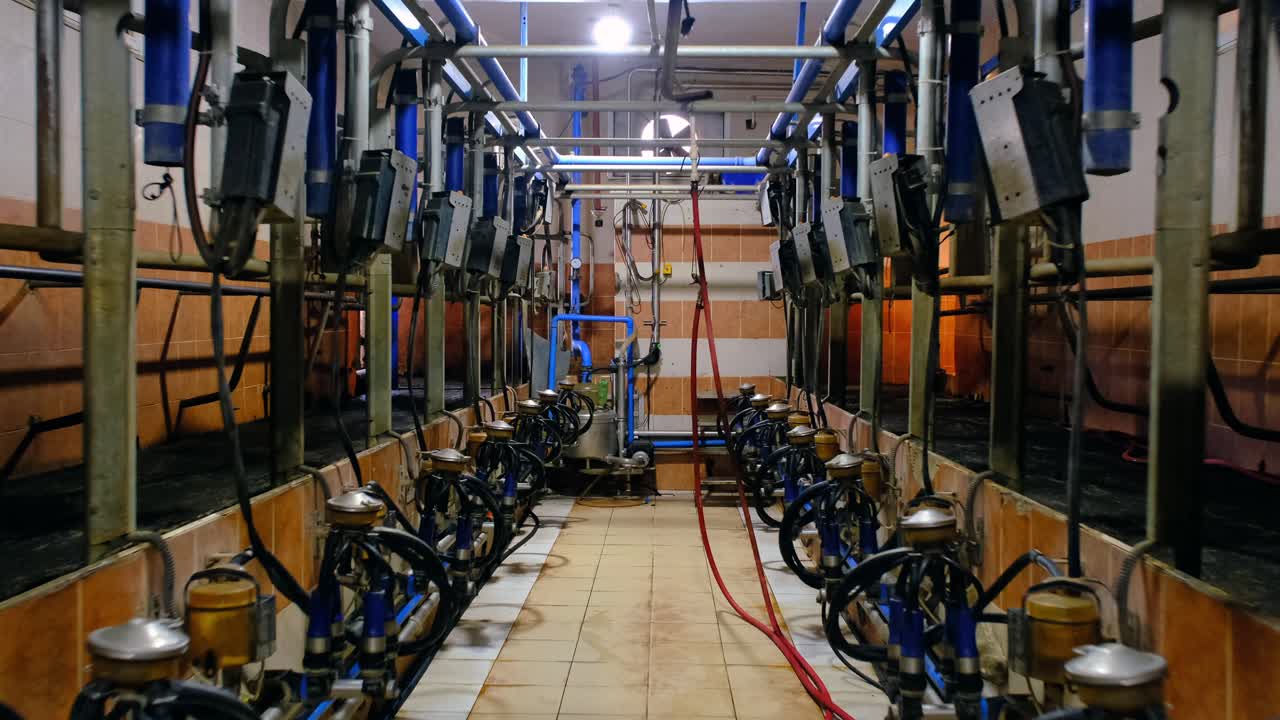 터키 의 소 와 송아지 농장, 송아지 가 먹이 를 받고 있는 동안 지붕 에 있는 목자 와 양 ⁇