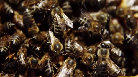 primer plano de marcos de abejas cubiertos de abejas