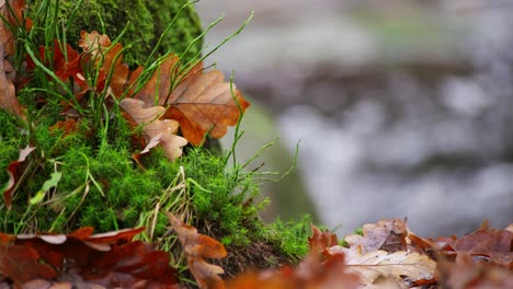 golden oak leaves scattered along the riverbank