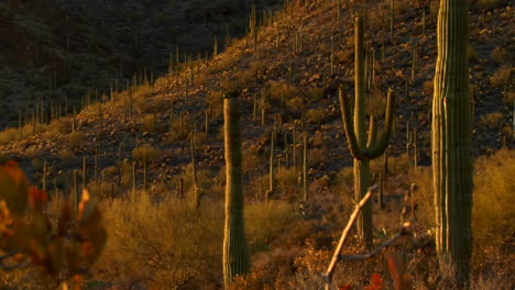 el mexico arizona baja o el desierto de mojave salpicado de cactus 1