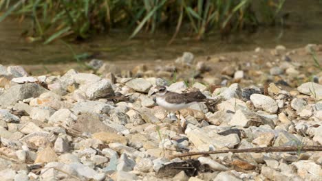 greater sand plover walks on stony beach by the stream - tracking side view closeup