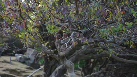 macacos japoneses bebé jugando en el árbol de otoño, kyoto japón
