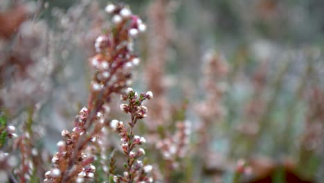 Heather-blowing-in-the-wind