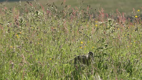 juvenile european curlew walking through a tall wildflower meadow