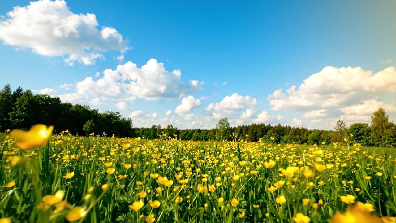 Un Campo Tranquillo di Fiori Selvatici Giallo Brillante Sotto un Cielo Blu Chiaro con Soffici Nuvole Bianche, Catturando l'Essenza della Bellezza e della Serenità della Natura