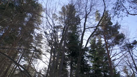 footage of a beautiful, snowy, pine forest in the mountains during the winter