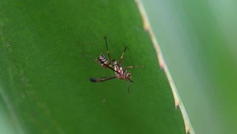 Clinging-on-to-the-side-of-a-cactus-leaf-as-the-camera-zooms-out,-Paper-wasps