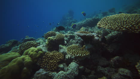 branching and mounding corals grow along vibrant reef of french polynesia