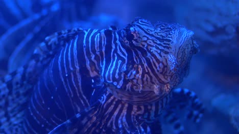 closeup of a lionfish in an aquarium