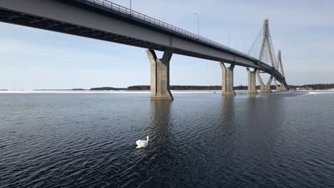 slow motion swan swimming in front of replot bridge in finland