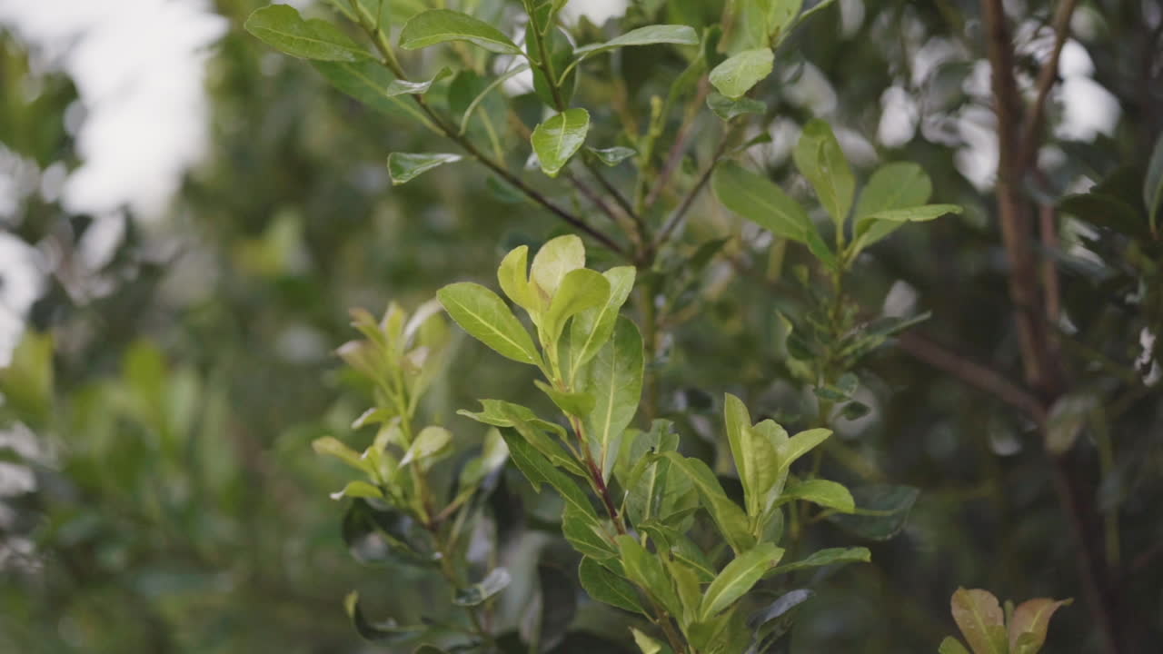 tierras de cultivo sostenibles de yerba mate