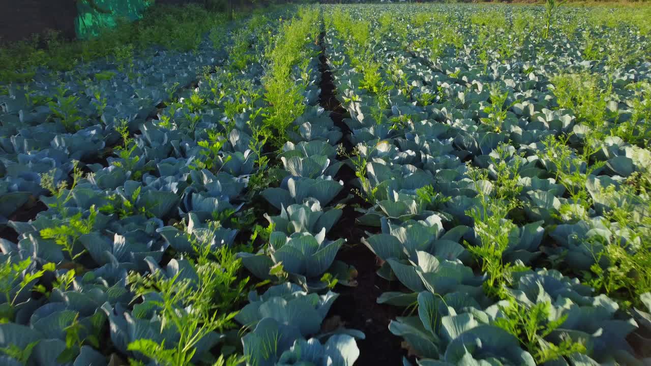 Drone flying close to large cabbage farm field in harvesting season