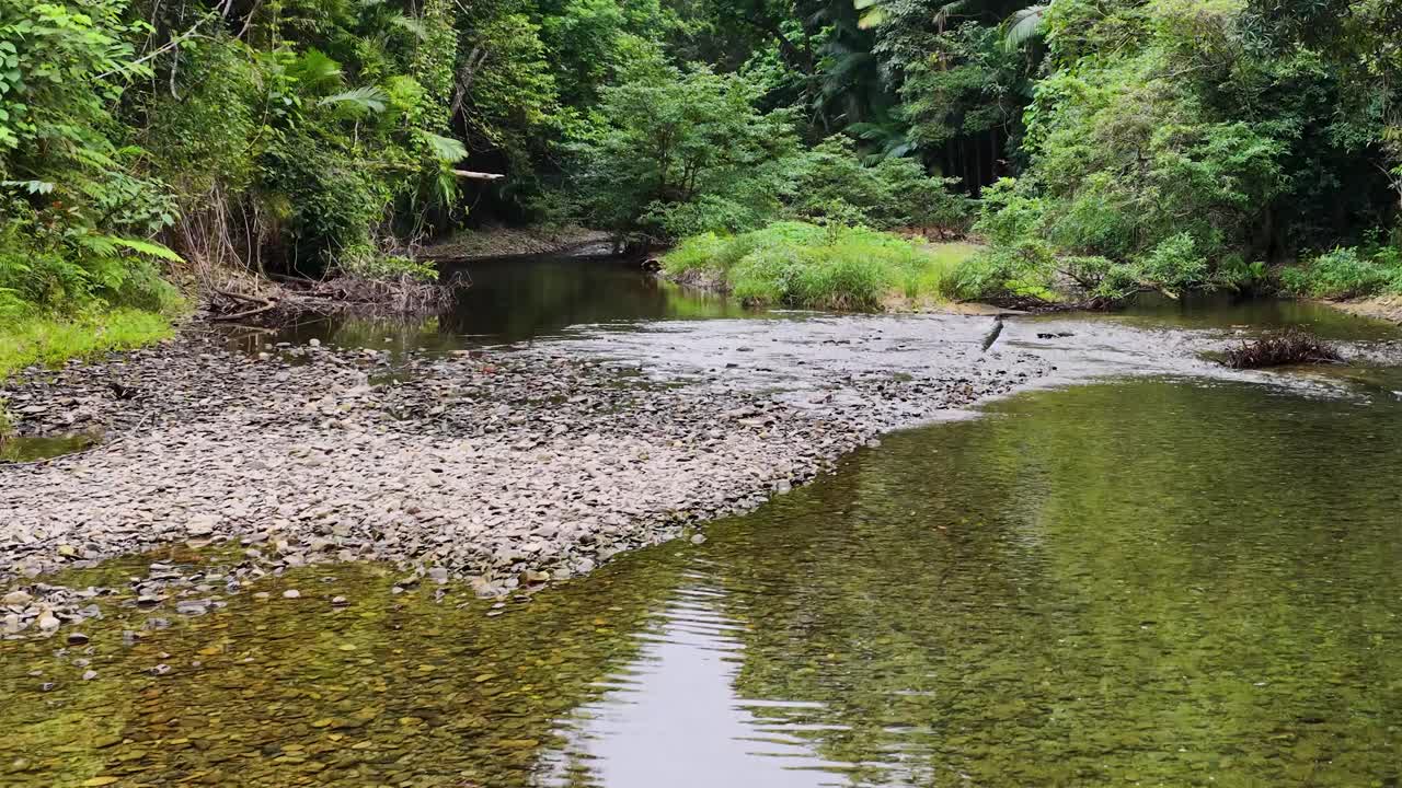 A tranquil aerial view of a creek in the lush Daintree Rainforest, showcasing clear water and dense greenery under soft natural light