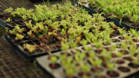 plants, tray and seedlings in agriculture closeup