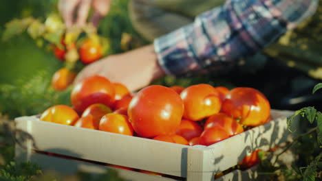 el trabajador recoge tomates en el campo los pone en una caja de madera productos orgánicos frescos 4k video